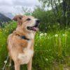 Bigola - Femmina - 7 anni (nata a Dicembre 2017) - Meticcio - Taglia: Grande - Carattere: dolce, equilibrata, socievole - Affinità: Persone, Cani (no gatti) Foto 8